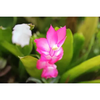 Natural Orchid Flower